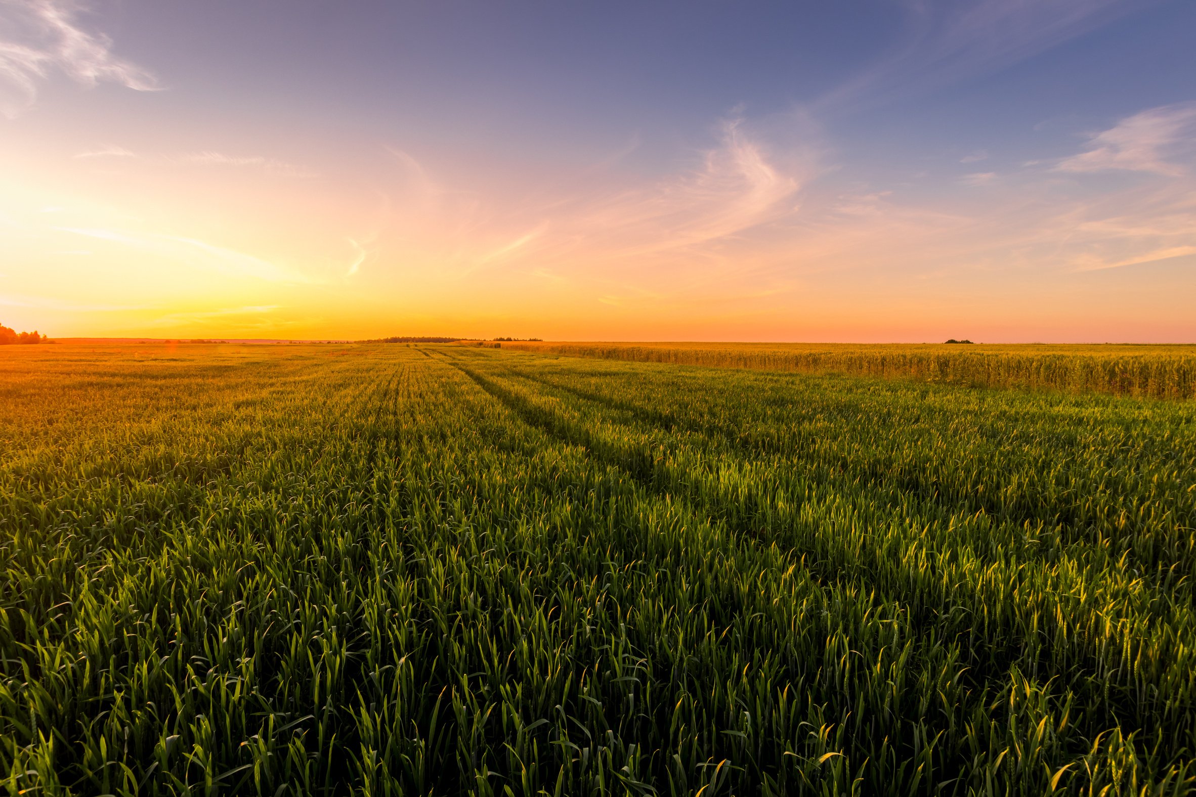 Sunset over an Agricultural Field